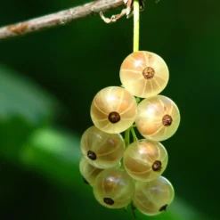 Roots Plants White Versailles' Whitecurrant Plant Fruits