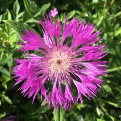 Roots Plants 100 Wildflower Meadow Plug Plants Perennials