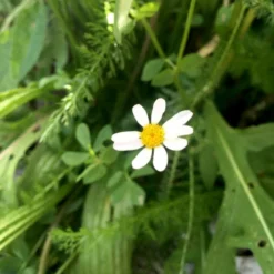 Roots Plants 100 Wildflower Meadow Plug Plants Perennials