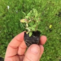 Roots Plants 100 Wildflower Meadow Plug Plants Perennials