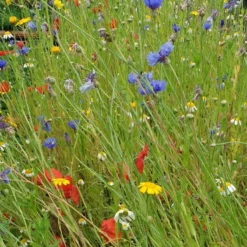 Roots Plants 100 Wildflower Meadow Plug Plants Perennials