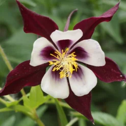 Roots Plants Cottage Garden Plants Collection