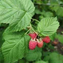 Roots Plants Yummy' Patio Raspberry Plant Fruits